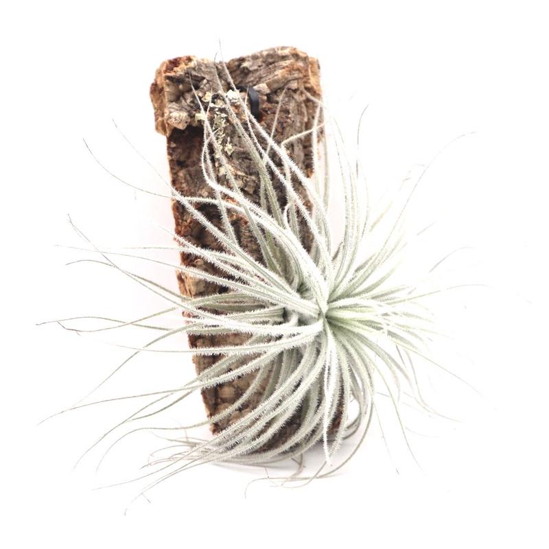 チランジア テクトラム Tillandsia Tectorum ティランジア コルク付 ハンギ