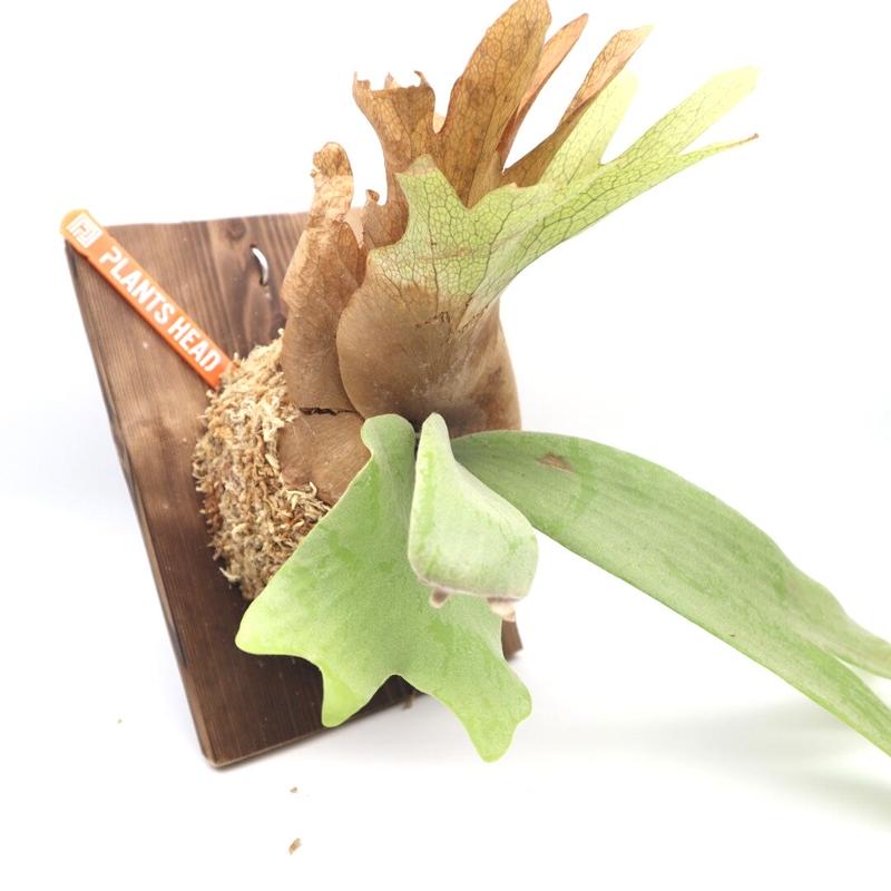 ビカクシダ ウィリンキー Willinckii Normal 板付け 観葉植物 コウモリラン