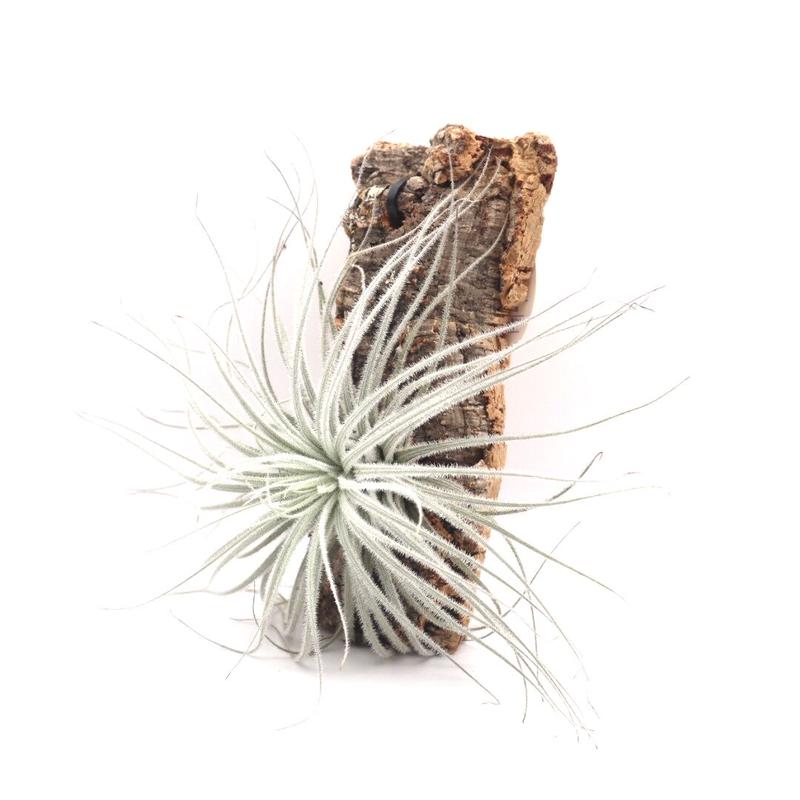 チランジア テクトラム Tillandsia Tectorum ティランジア コルク付 ハンギ