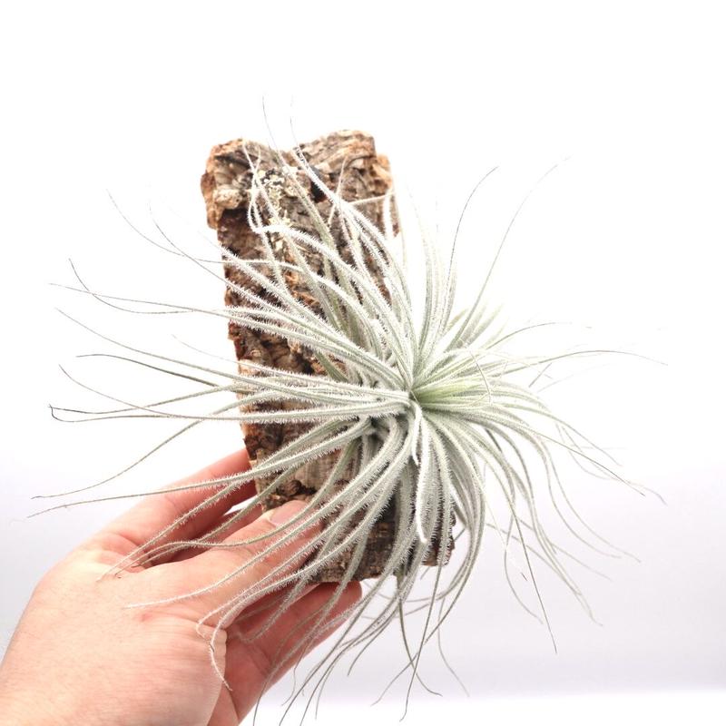 チランジア テクトラム Tillandsia Tectorum ティランジア コルク付 ハンギ
