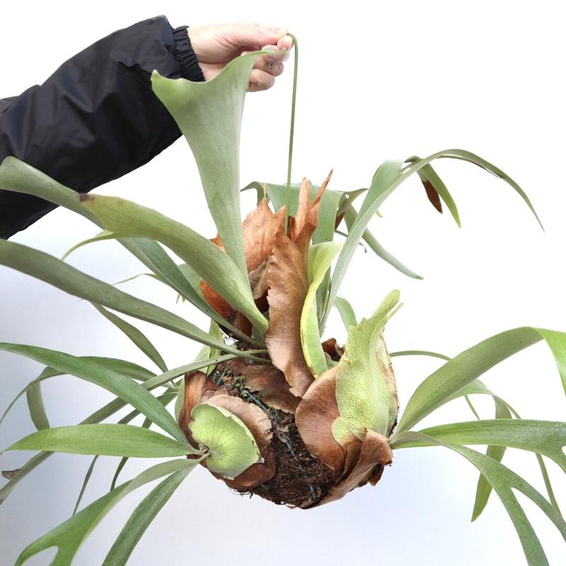 素敵でユニークな 巨大コウモリラン（全国配送費込み、離島対応可能
