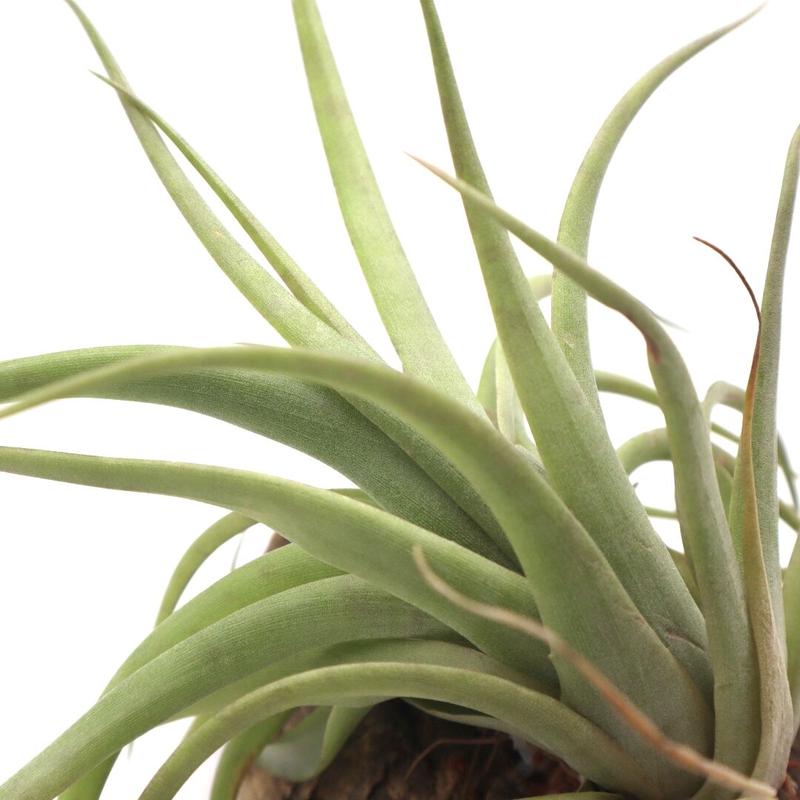 チランジア カピタータ Tillandsia ティランジア コルク付 ハンギング エアプランツ