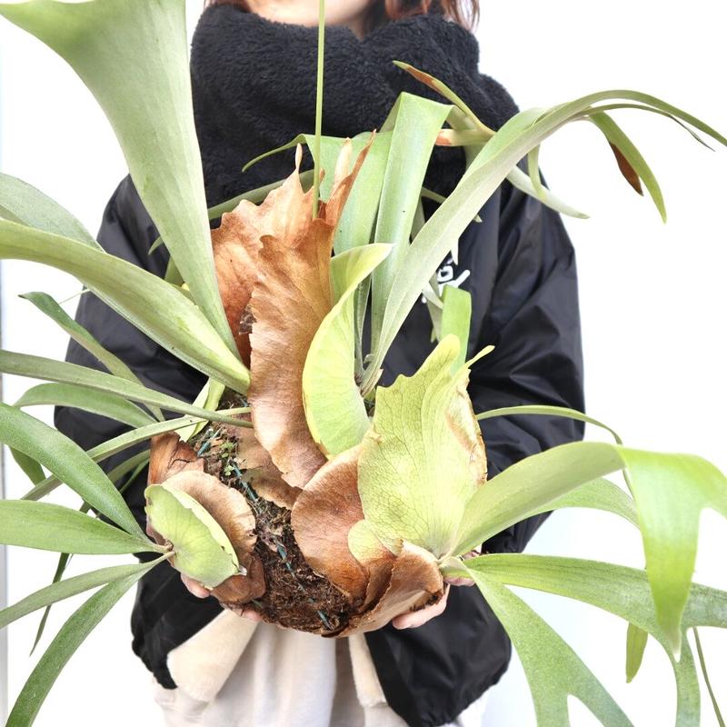 ビカクシダ 群生ボール コウモリラン 謎ビカク ビカクボール 不明種 送料無料 ハンギング