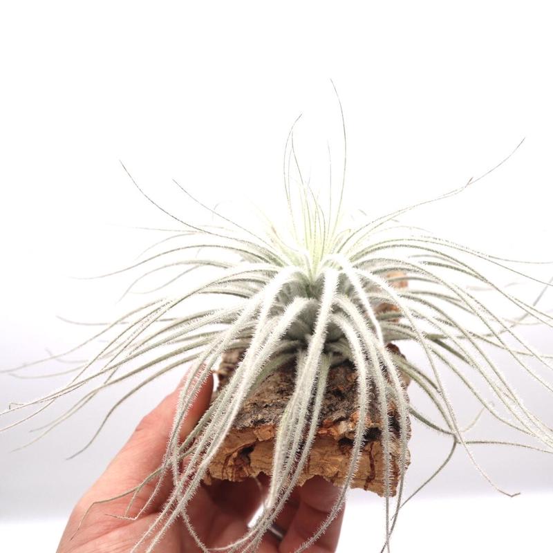 チランジア テクトラム Tillandsia Tectorum ティランジア コルク付 ハンギ