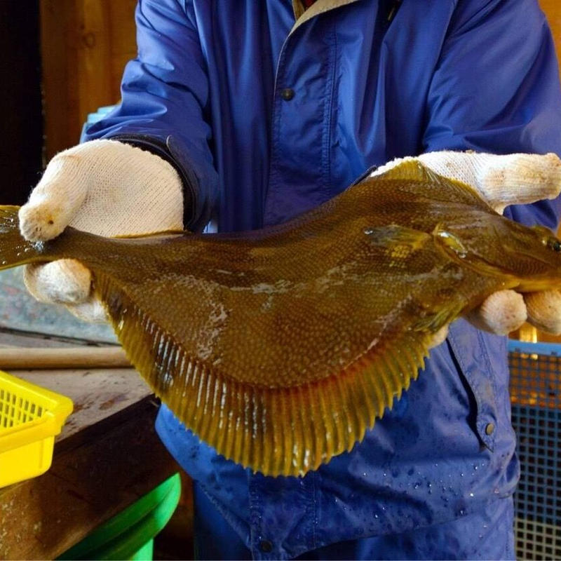 龍飛マツカワガレイ約800g2枚入り 寿恵盛屋 Suemoriya S Store