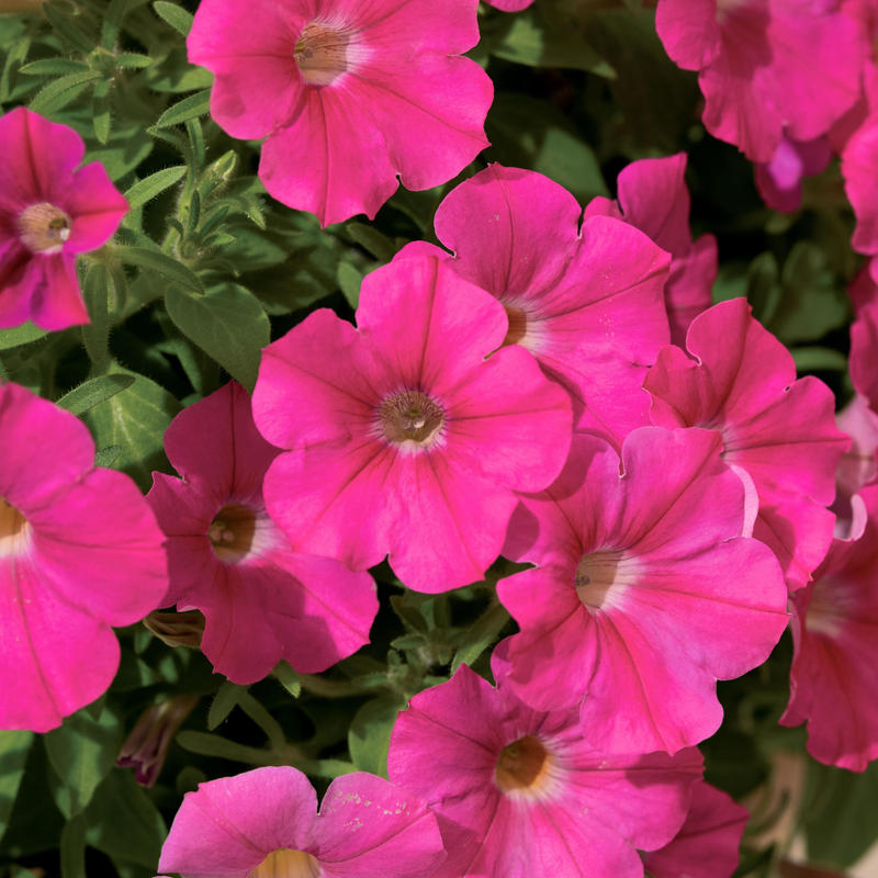 サントリーフラワーズ サフィニアブーケ ローズ Sumomo Factory