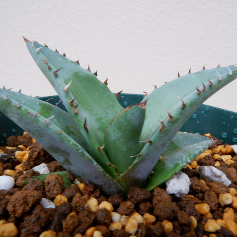 Agave Titanota Blue チタノタ ブルー 実生株005 Sunny Branch Agave Titanota Blue チタノタ ブルー 実生株005 Sunny Branch