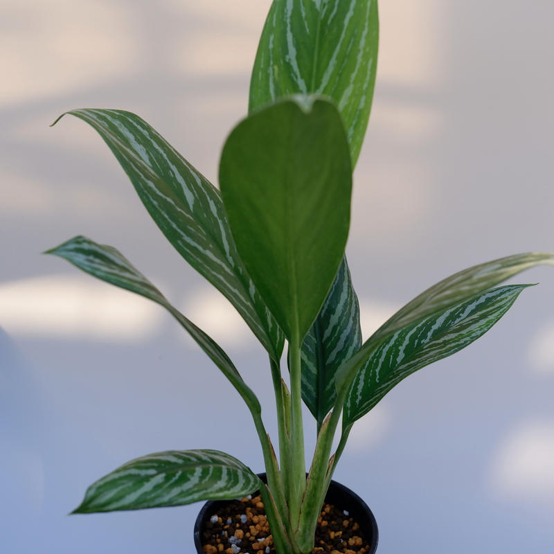 新作からsaleアイテム等お得な商品満載 アグラオネマ リリアン 植物 観葉植物 Camelbar Co Uk