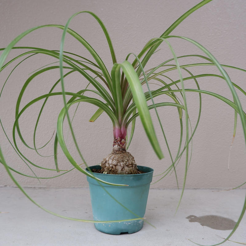 希少 斑入り トックリラン ノリナ Sunny Branch