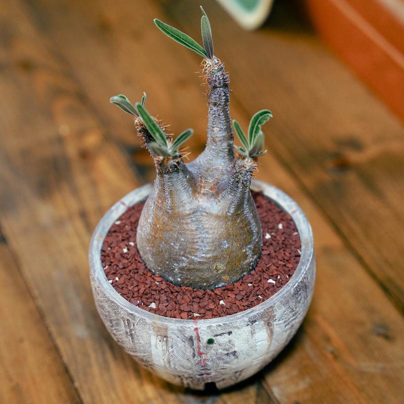 お得セット 」3.5号 × グラキリス 沼野秀章 作 「刻ム音」6号 植木鉢 ...