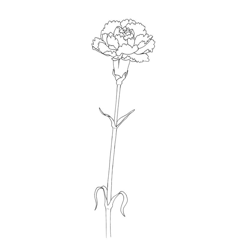 カーネーション 下絵 植物のせん カーネーション 下絵 植物のせん