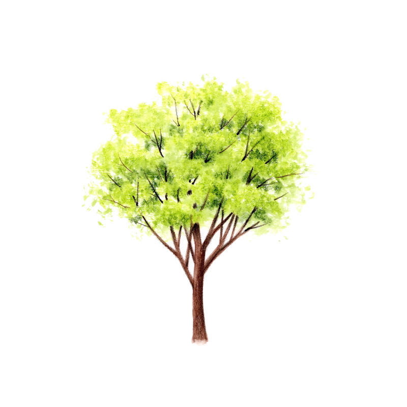 樹木 色見本 水彩色鉛筆画 植物のせん