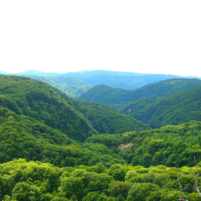秋田の至福の休息クロモジ茶 リーフ g 缶 伝統茶 Tabel