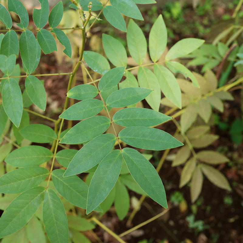 179円 海外輸入 土佐はぶ茶 ハブ草 茎入り 約75g ご家庭 179円 海外輸入 土佐はぶ茶 ハブ草 茎入り 約75g ご家庭