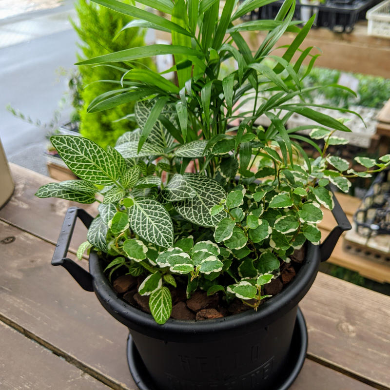 観葉植物の寄せ植え 立花ガーデン フラワーショップ 公式通販