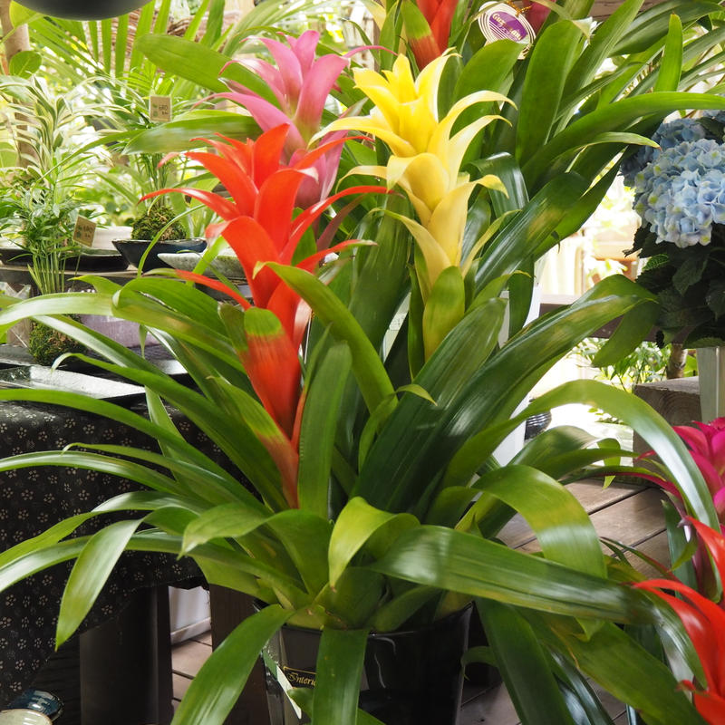 グズマニア 立花ガーデン フラワーショップ 公式通販