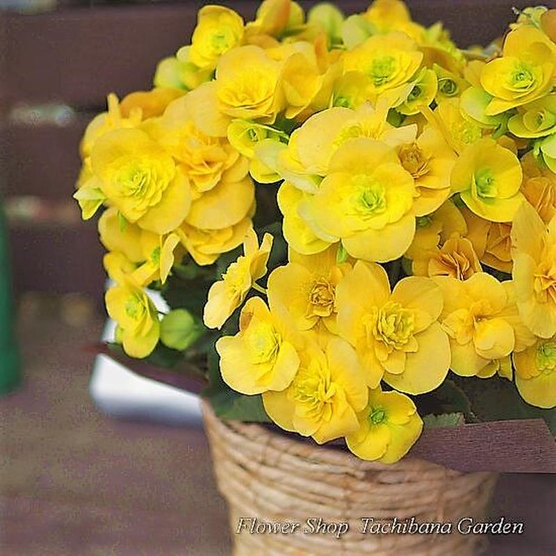 リーガースベコニア 黄色 立花ガーデン フラワーショップ 公式通販