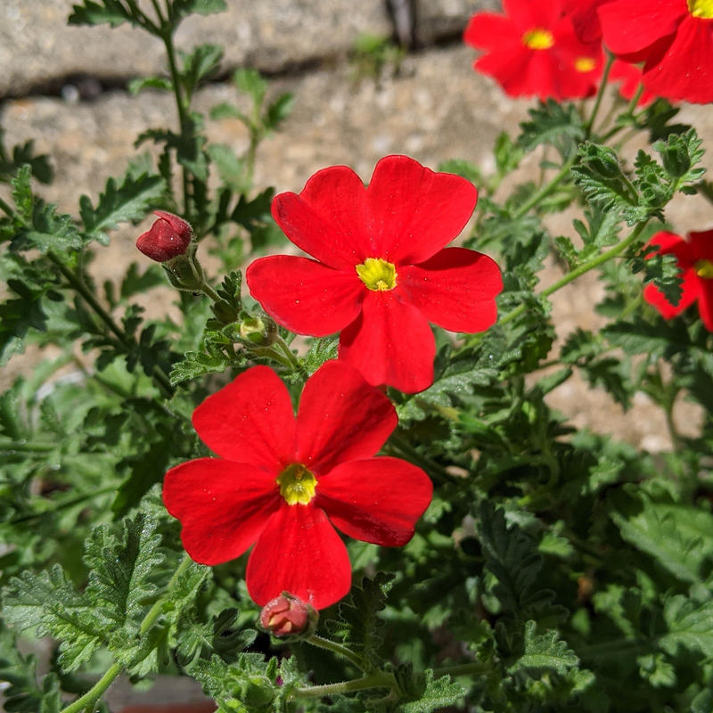 サンブリテニア スカーレット 立花ガーデン フラワーショップ 公式通販