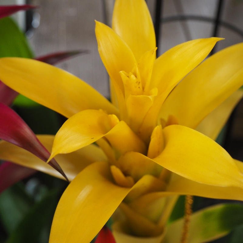 グズマニア 立花ガーデン フラワーショップ 公式通販