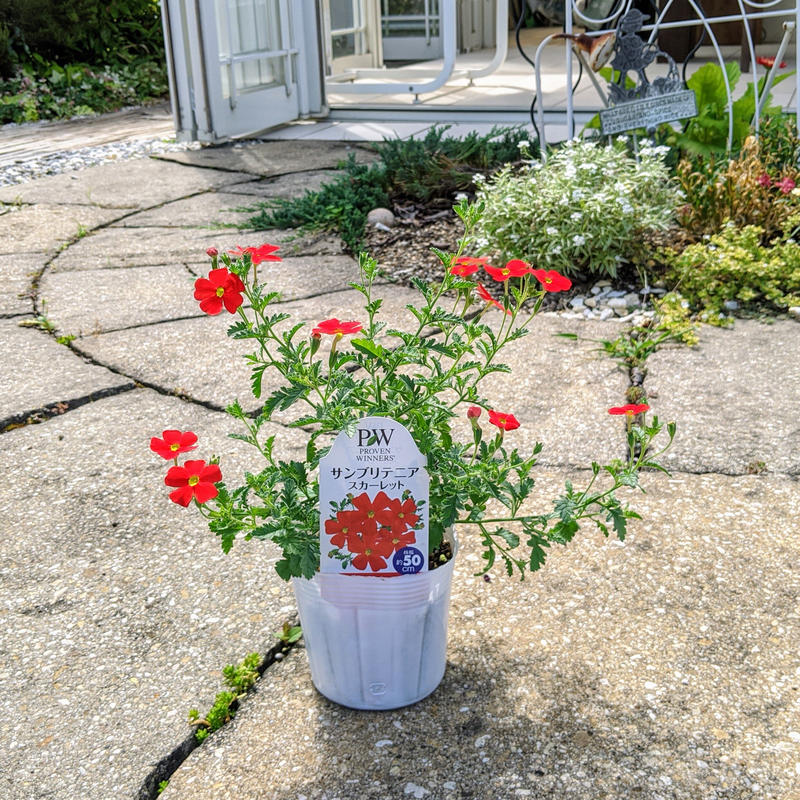 サンブリテニア スカーレット 立花ガーデン フラワーショップ 公式通販