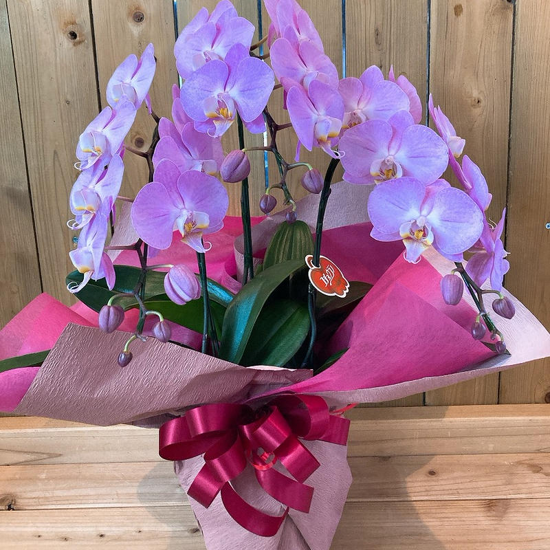 胡蝶蘭ミディーピンク 立花ガーデン フラワーショップ 公式通販