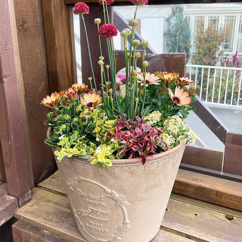 季節の寄せ植えspecial 立花ガーデン フラワーショップ 公式通販