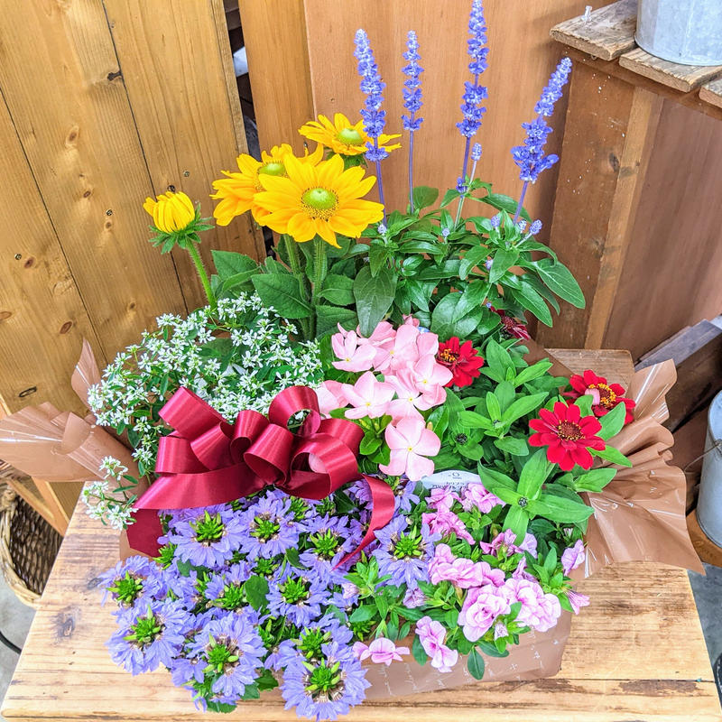 ご来店専用 花苗セット 立花ガーデン フラワーショップ 公式通販