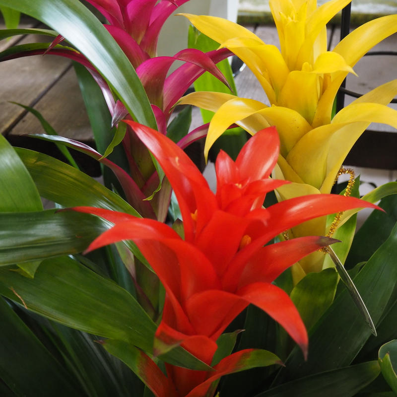 グズマニア 立花ガーデン フラワーショップ 公式通販