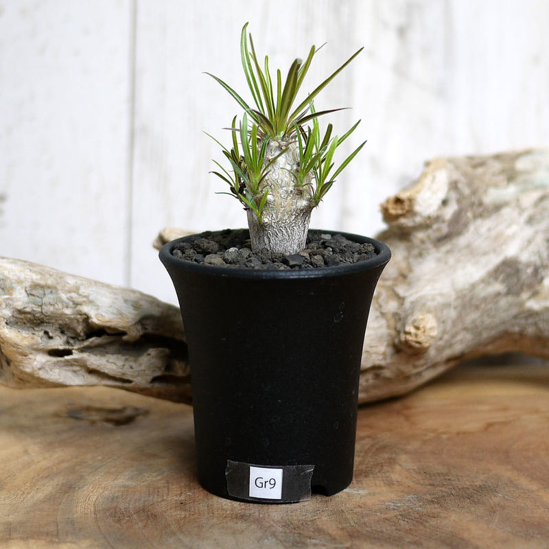 実生 Pachypodium Rosulatum Var Gracilius パキポディウ