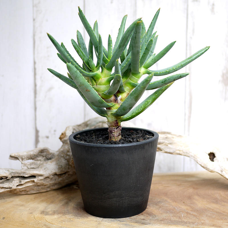 Aloe Ramosissima アロエ ラモシシマa Cultivate Green