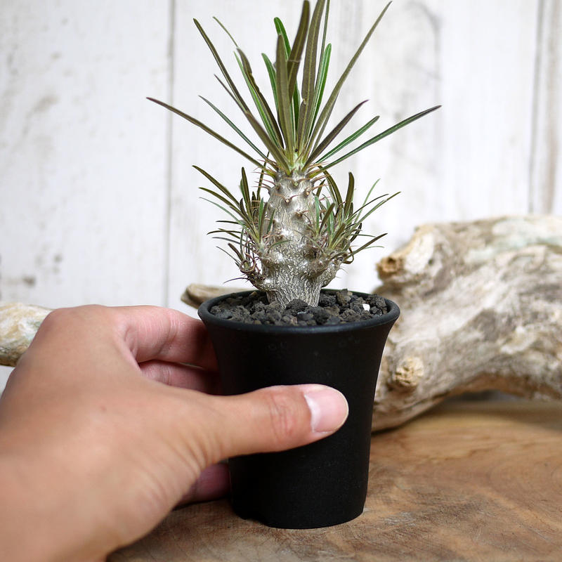 実生 Pachypodium Rosulatum Var Gracilius パキポディウ