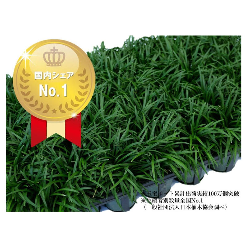 ファッション ポットタイプ 高品質 40ポット タマリュウ 自家栽培 玉竜 花 観葉植物