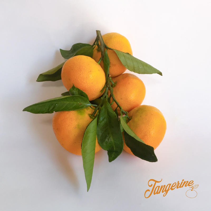 宮川早生みかん 5kg Tangerine