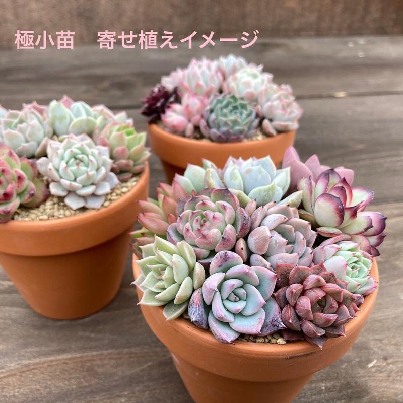 引きクーポン発行中 ナッツさま ご指定エケベリア8種類セット 7ead0f72 激安通販人気 Pn Batam Go Id
