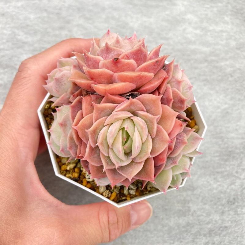 エケベリア オウンスロー 多頭 2 5号 7 5cm ポット植え 多肉園おひさま And