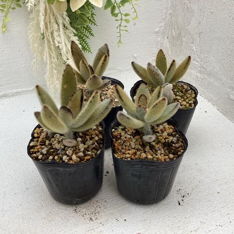 多肉植物 カランコエ ゴールデンラビット 6cmポット植え エケベリア通販 関東最大の