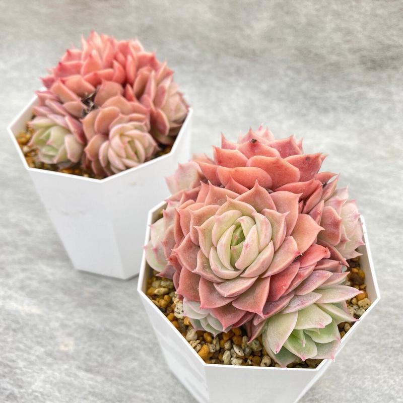 エケベリア オウンスロー 多頭 2 5号 7 5cm ポット植え 多肉園おひさま And