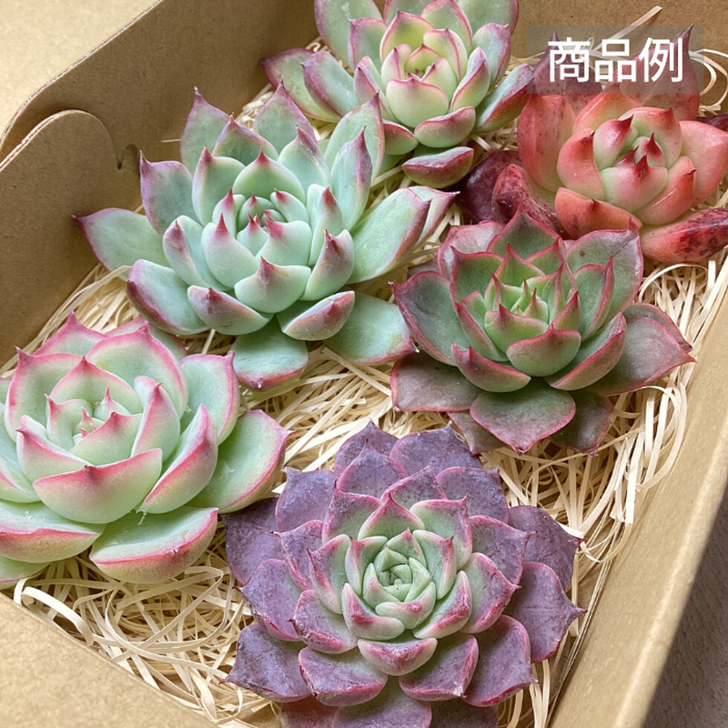 ♡多肉植物 カット苗オーダーページ♡