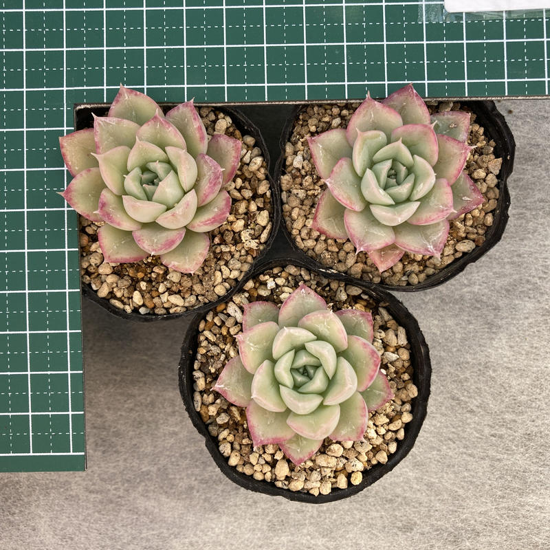 エケベリア アルフレッド ムーンフェアリー 2号 6cm 黒ビニポット植え 多肉園おひ