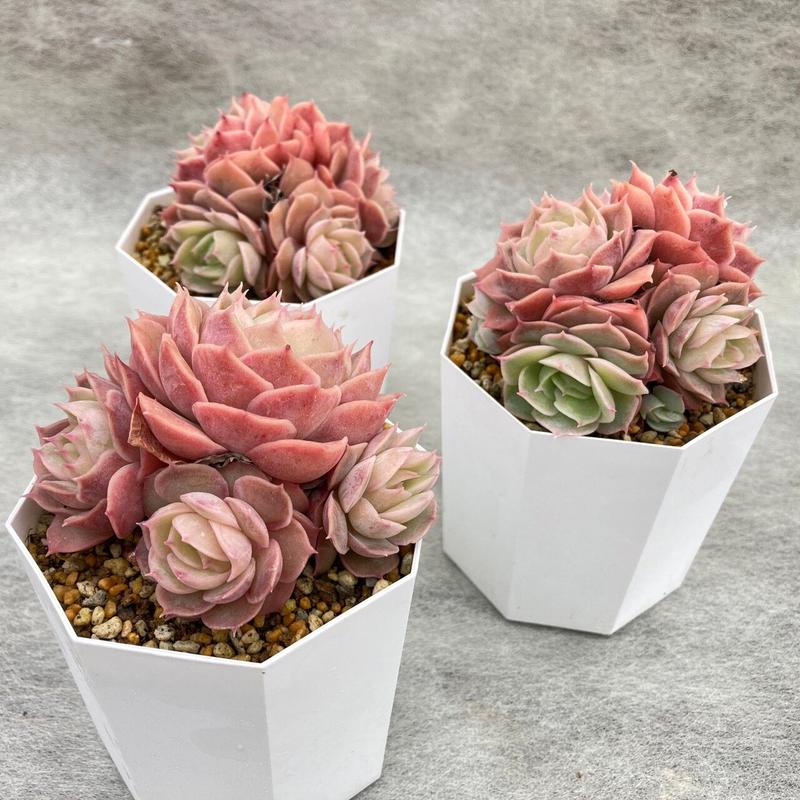 エケベリア オウンスロー 多頭 2 5号 7 5cm ポット植え 多肉園おひさま And
