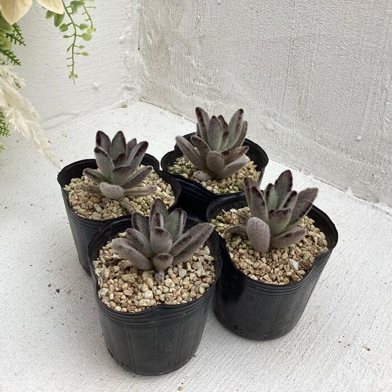 多肉植物 カランコエ 野兎 6cmポット植え エケベリア通販 関東最大のエケベリア 多