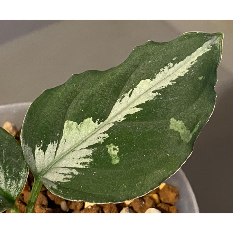 雪風13冬ヴォルケーノ由来 アグラオネマピクタム Aglaonemapictum