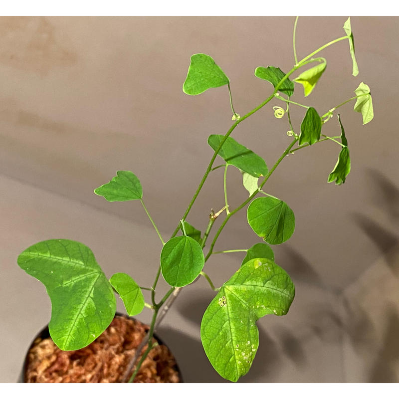 Passiflora Apetala From Costa Rica ｍ ｒ ｇ ｒ