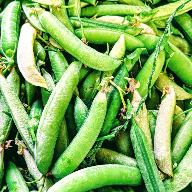 冷凍 スナップエンドウ 500g ラッピングストア