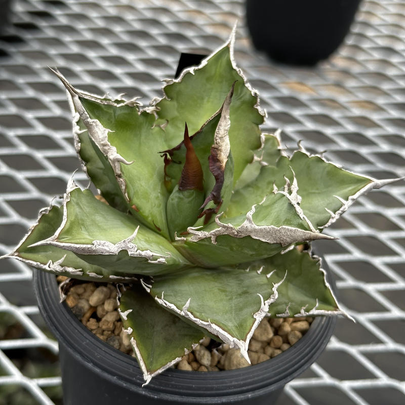 アガベ チタノタ ホワイトファイヤー 白火焔 ② retina2023.com.br