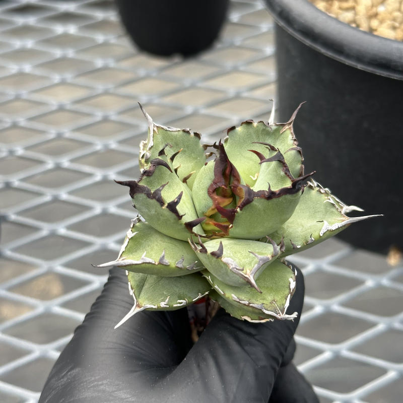 □売り出しお値下□ ハタナカ様専用です多肉植物アガベ チタノタ サメ+