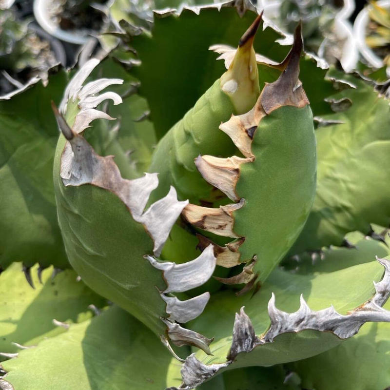 引出物 アガベ チタノタ チェーンタイプ 大鋼牙 白俳刺 asakusa.sub.jp