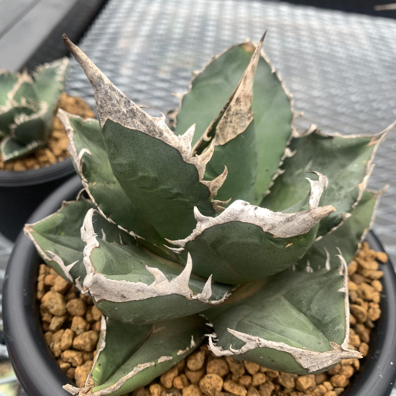 Agave titanota SAD 南アフリカダイヤモンド 発根済 | Plants by Agave titanota SAD 南アフリカダイヤモンド 発根済 | Plants by