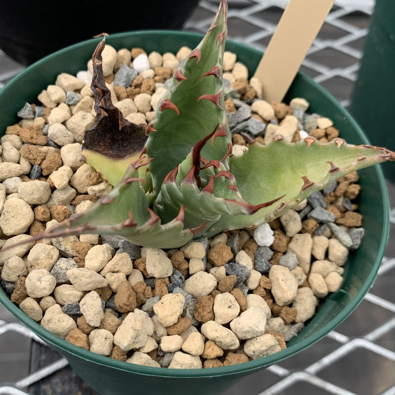 Agave gentryi Jaws アガベ ジェントリー ジョーズ | Plants by Agave gentryi Jaws アガベ ジェントリー ジョーズ | Plants by