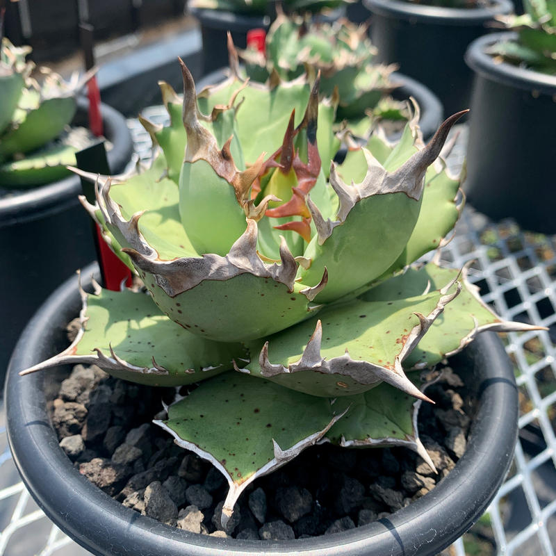 Agave Titanota アガベ チタノタ 姫厳龍 Strange Plants | アガベ